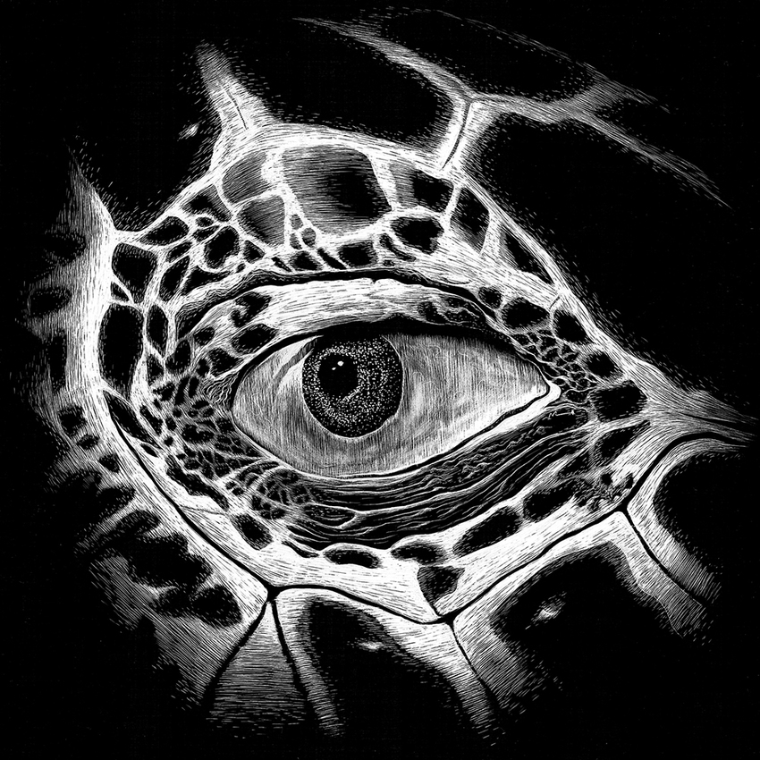 Hawksbill Turtle JON WINDHAM EYES