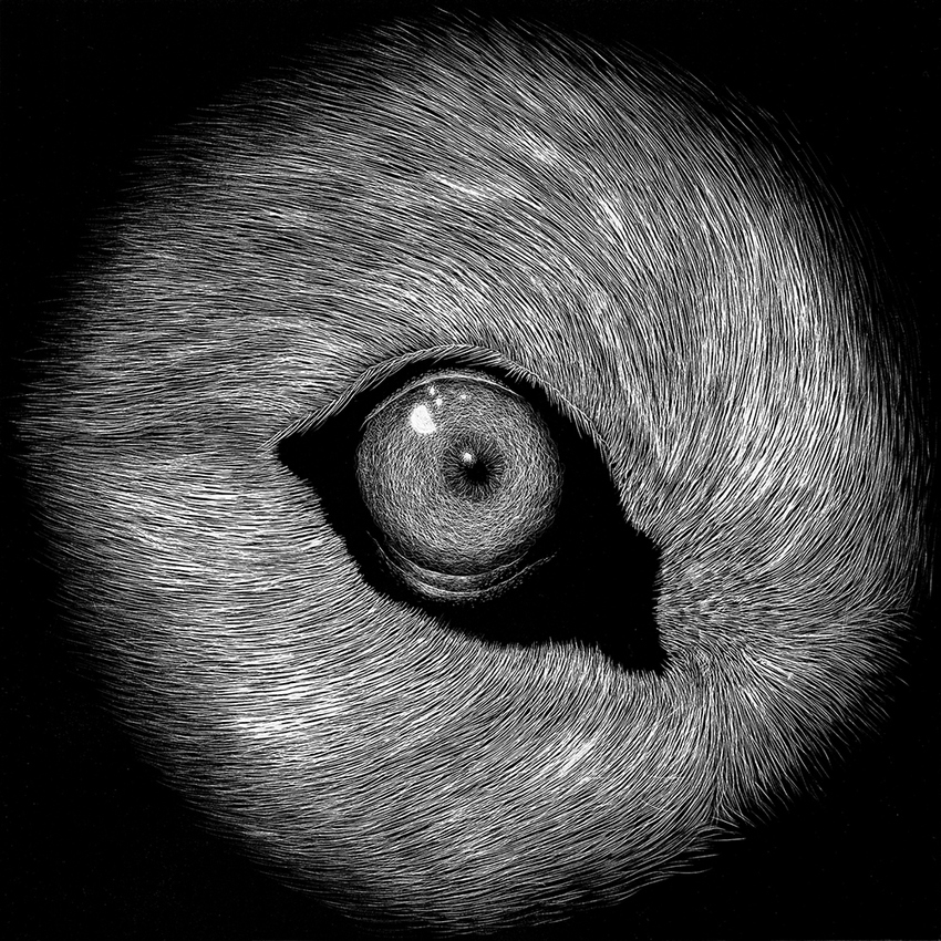 Wolf JON WINDHAM EYES