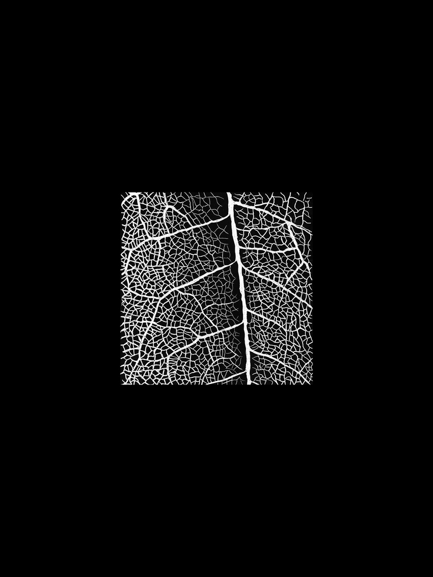 Leaf JON WINDHAM SCHISM