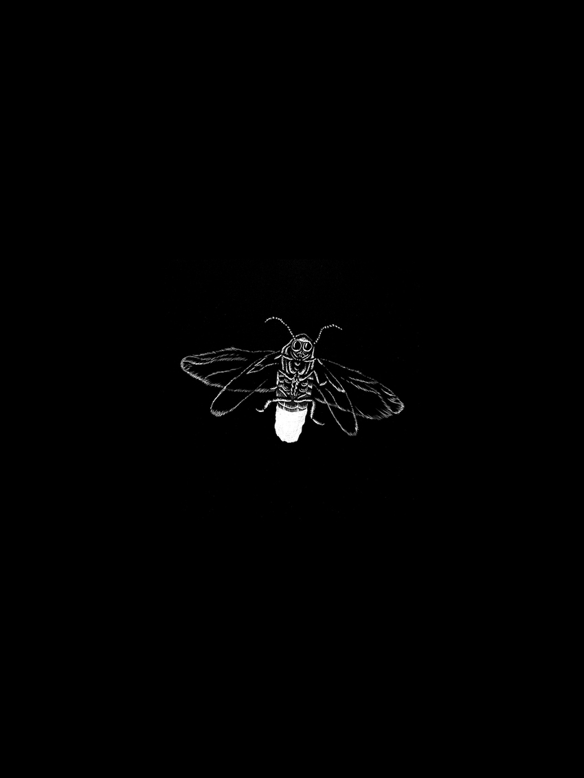Firefly I JON WINDHAM SCHISM
