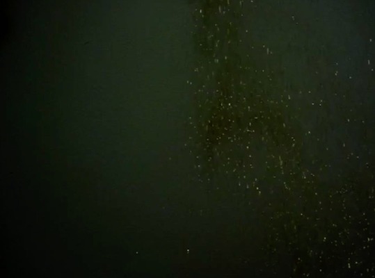 Gold on Gold, 2012 VIDEO