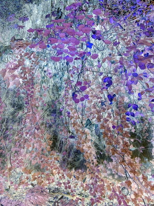 The Tidal Garden: Wisteria Light Licensing Portfolio