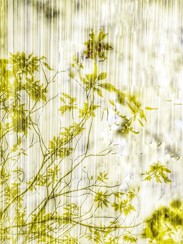 The Tidal Garden: The Quiet Flower Licensing Portfolio