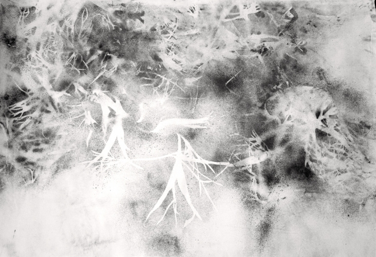 Little Blue Stem Study Lee Emma Running Botanical Drawings Graphite on Paper