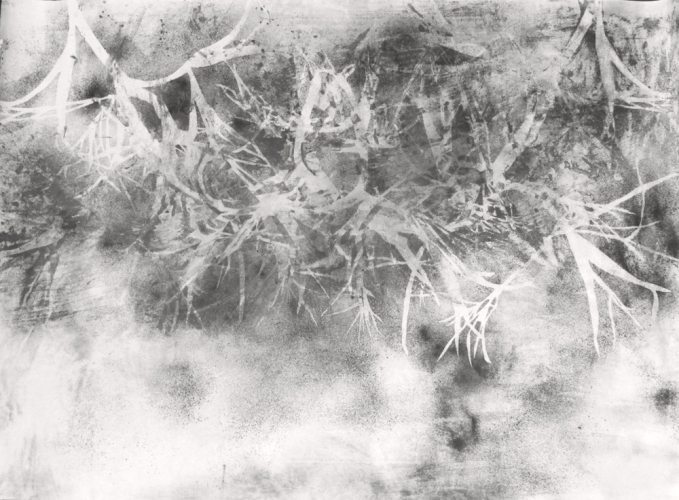 Little Blue Stem Study 2 Lee Emma Running Botanical Drawings Graphite on Paper