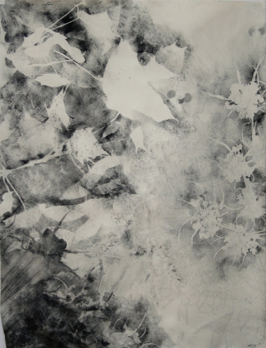 Sunsifter 2 Lee Emma Running Botanical Drawings Graphite on Paper