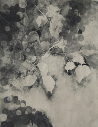 Sunsifter 1 Lee Emma Running Botanical Drawings Graphite on Paper