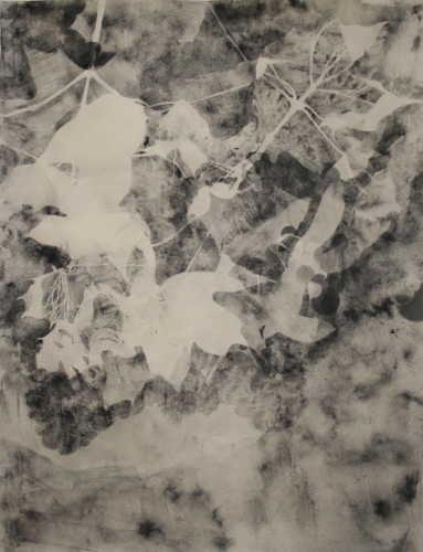 Sunsifter 4 Lee Emma Running Botanical Drawings Graphite on Paper
