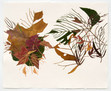 Linda Stillman Botanicals leaves, acrylic medium on paper