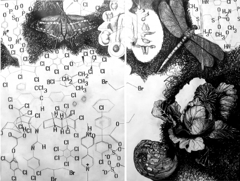 The Perfect Cabbage On Paper Graphite on watercolor paper