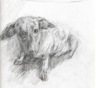 Louise Weinberg Dogs graphite