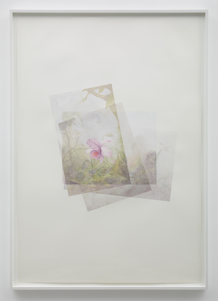 Bird, Botany, Pink Color Marc Handelman Focus on Foreground, Foliage, Non-Urban Watercolor on paper