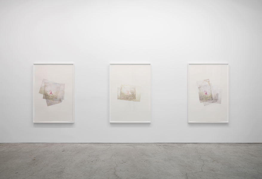 Installation view Marc Handelman Focus on Foreground, Foliage, Non-Urban September 2 - October 4, 2014