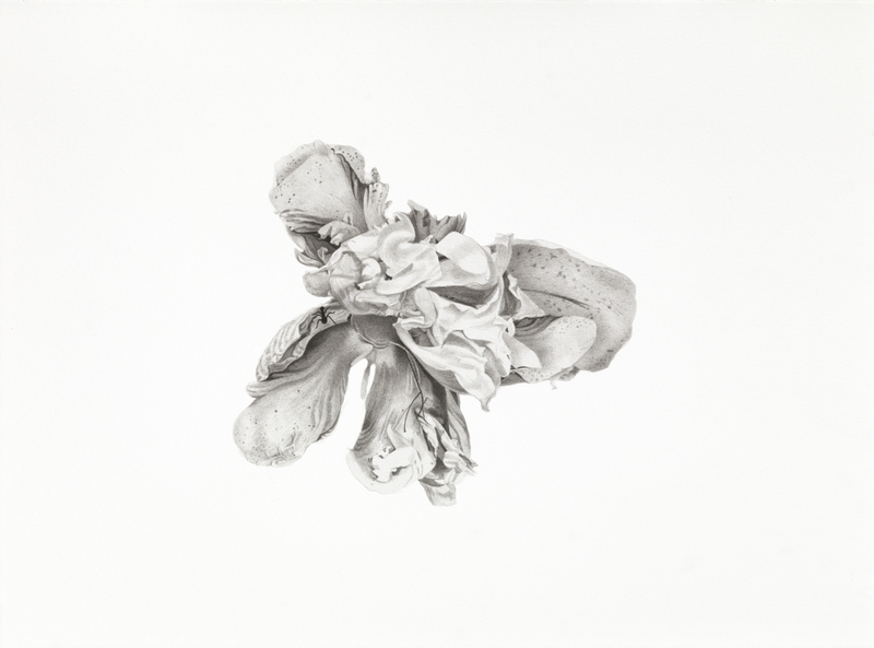 Marden Peony Dying marden peonies Ink, graphite on paper