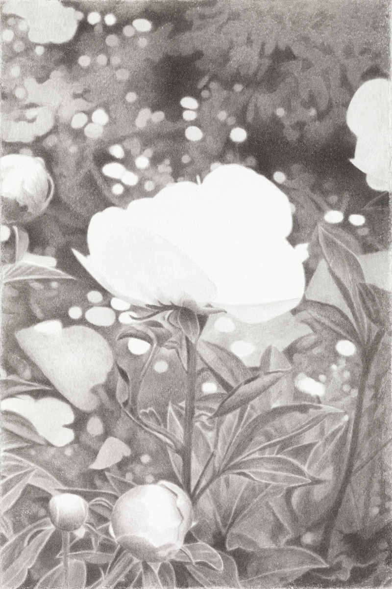 Marden Peony Field marden peonies India ink on paper