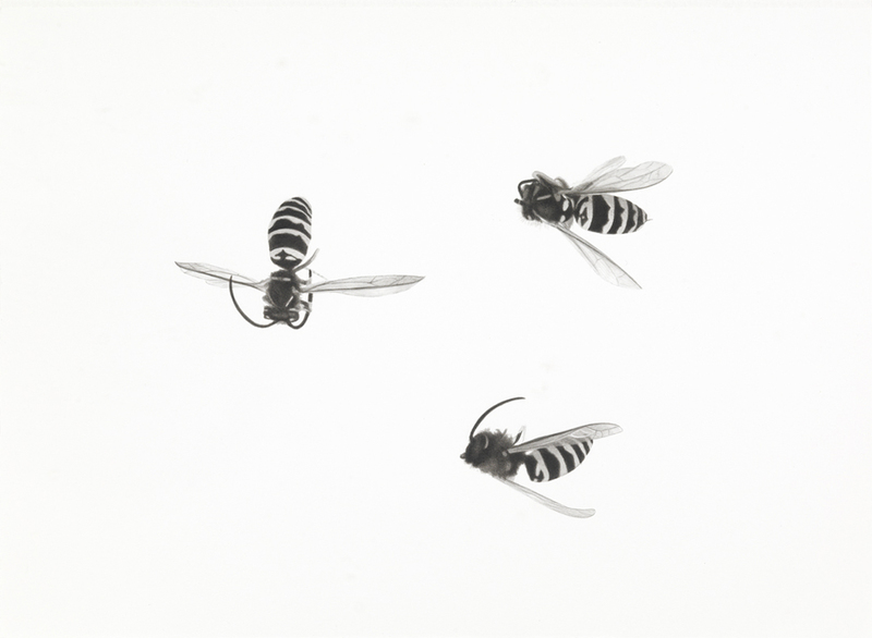 Three Bees bees India ink and wash on paper