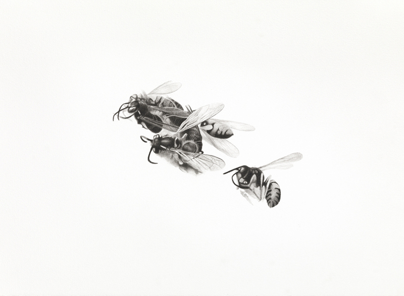 Bee Cluster bees India ink and wash on paper