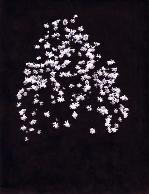 Star Magnolia 2004 star magnolias Inkjet print, gouache on paper