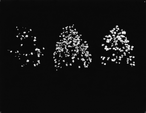 Three Star Magnolias (2004 Trees) star magnolias Inkjet print, gouache on paper