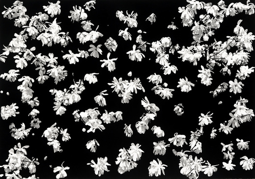 Star Magnolia Field star magnolias Gouache on Ultrachrome Inkjet Print, Museo Matt Paper