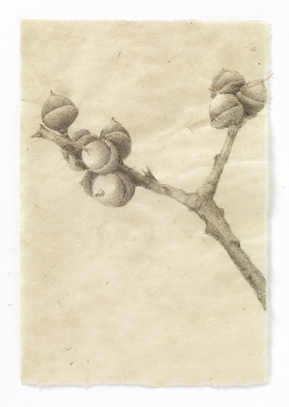 Maine Acorns (stem #1) drawn from life India ink on Nepal paper