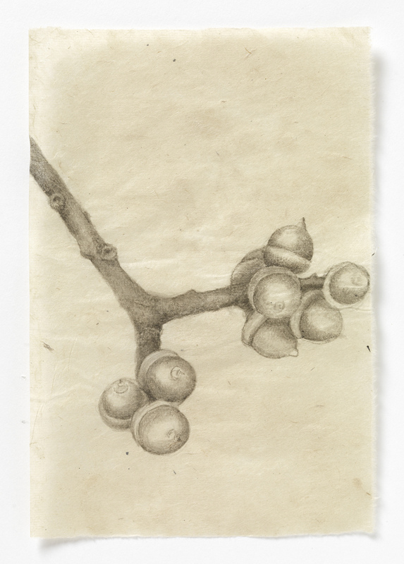 Maine Acorns (stem #3) drawn from life India ink on Nepal paper