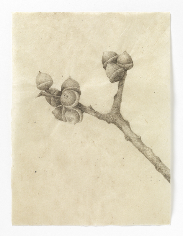 Maine Acorns (stem #2) drawn from life India ink on Nepal paper