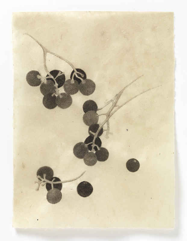 Concord Grapes (grouping #3) drawn from life India ink on Nepal paper