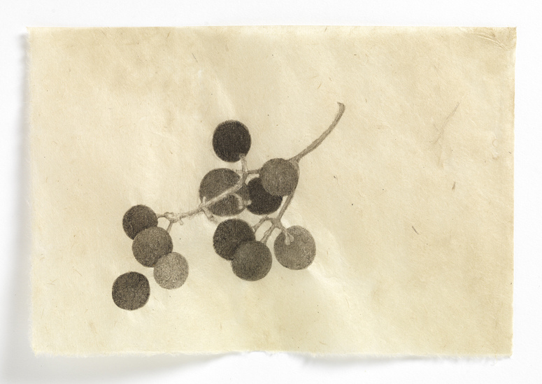 Concord Grapes (grouping #1) drawn from life India ink on Nepal paper