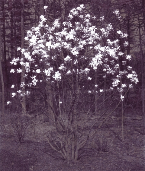 Star Magnolia at Versaggis 5-07 star magnolias Inkjet print, ink on paper