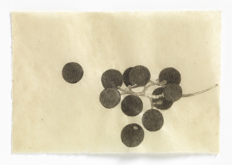 Concord Grapes (grouping #3) drawn from life India ink on Nepal paper