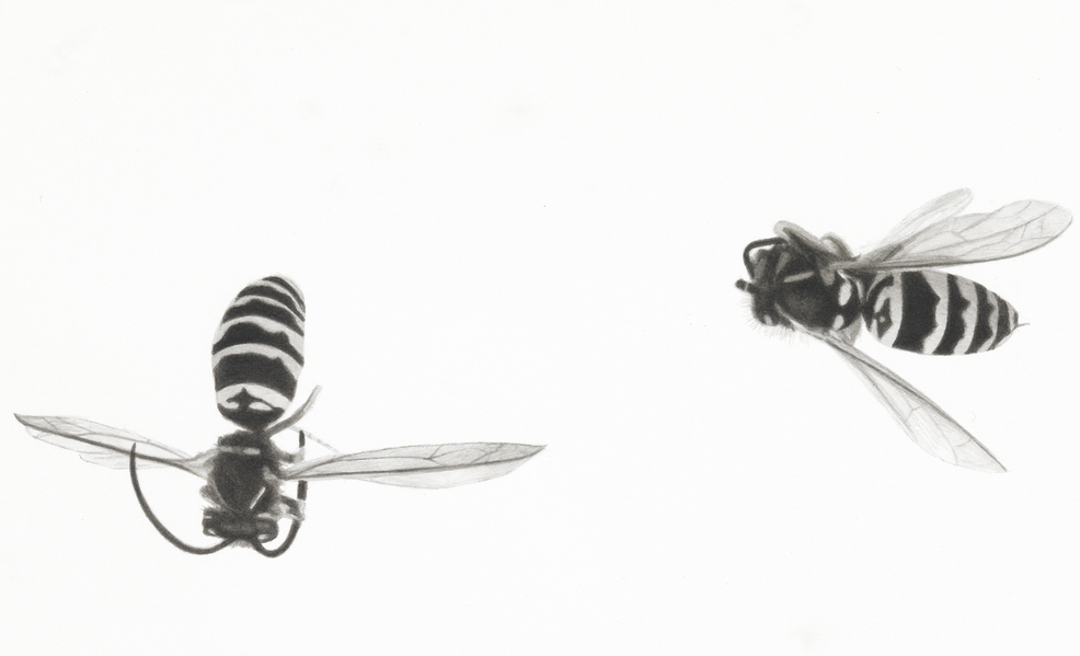 Three Bees, detail bees India ink and wash on paper
