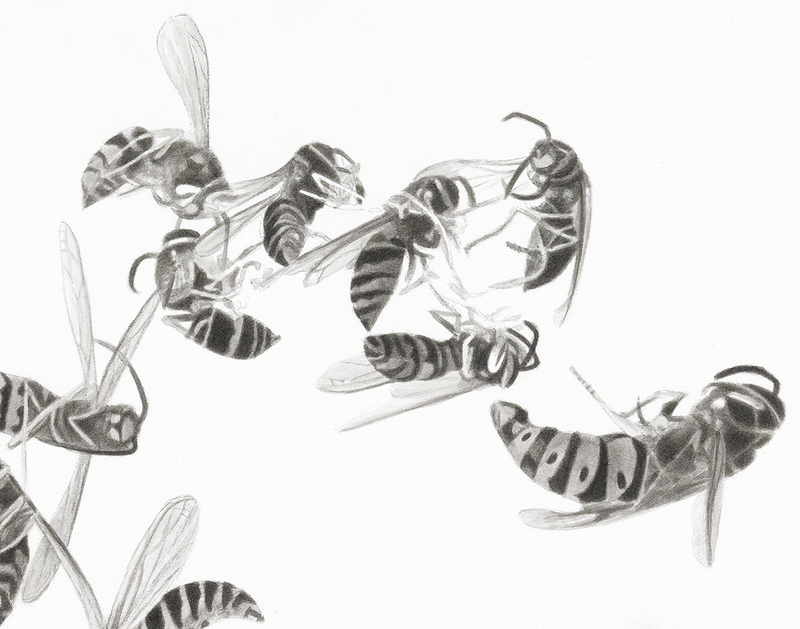 Twelve Bees, detail bees India ink and wash on paper