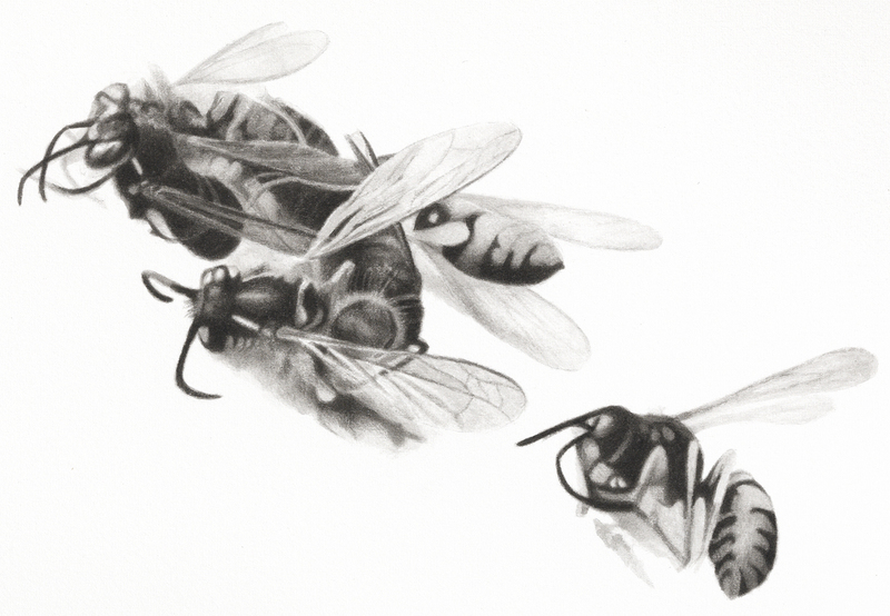 Bee Cluster, detail bees India ink and wash on paper