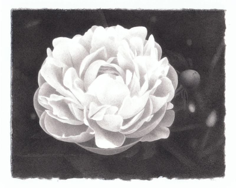 Marden Peony (Mrs. FDR) marden peonies India ink on paper