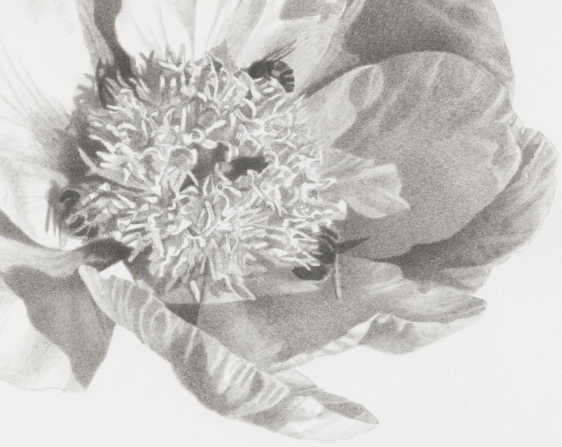 Marden Peony #1, detail marden peonies Ink, graphite on paper