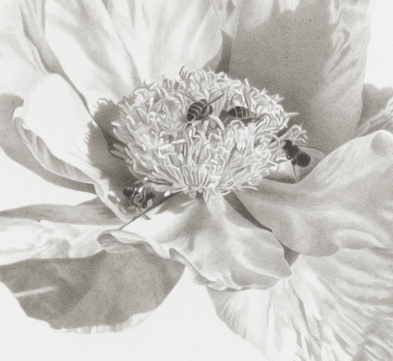 Marden Peony #2, detail marden peonies Ink, graphite on paper