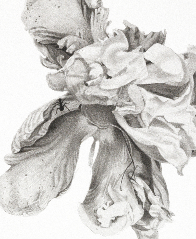 Marden Peony Dying, detail marden peonies Ink, graphite on paper