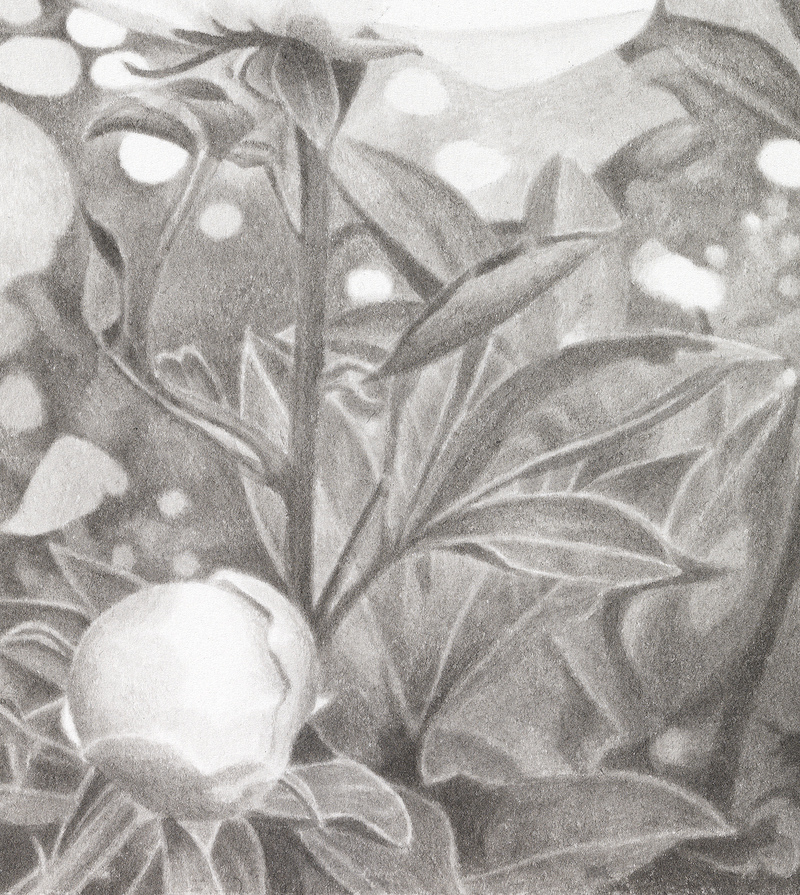 Marden Peony Field, detail marden peonies India ink on paper