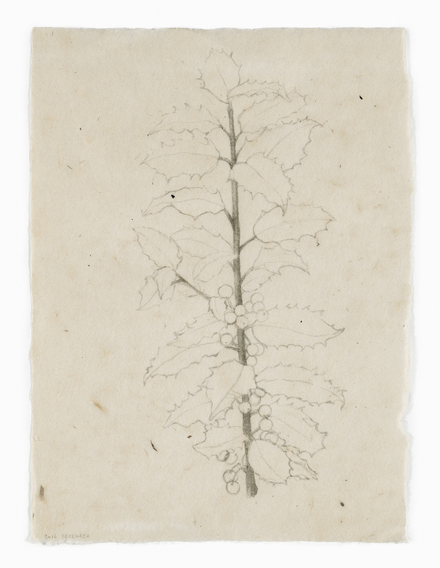 Holly Stem drawn from life India ink on Nepal paper