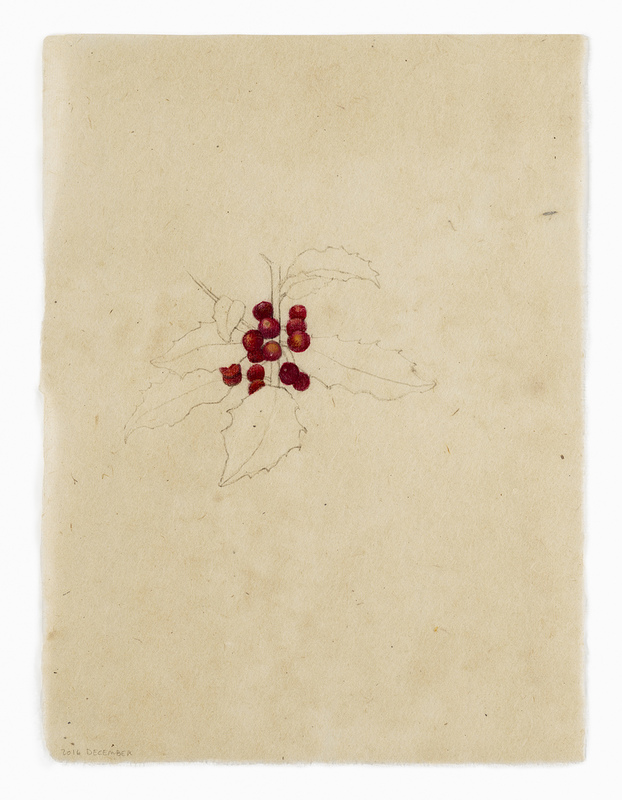 Holly Berries drawn from life India ink and watercolor on Nepal paper