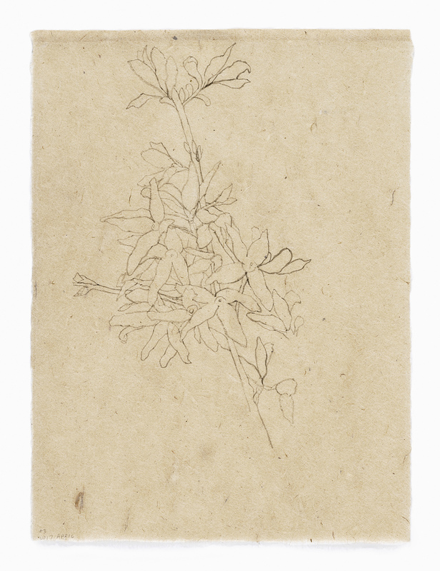 Forsythia #3 drawn from life India ink on Nepal paper
