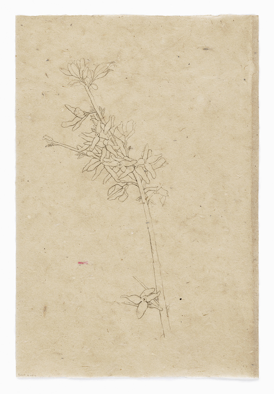 Forsythia #1 drawn from life India ink on Nepal paper