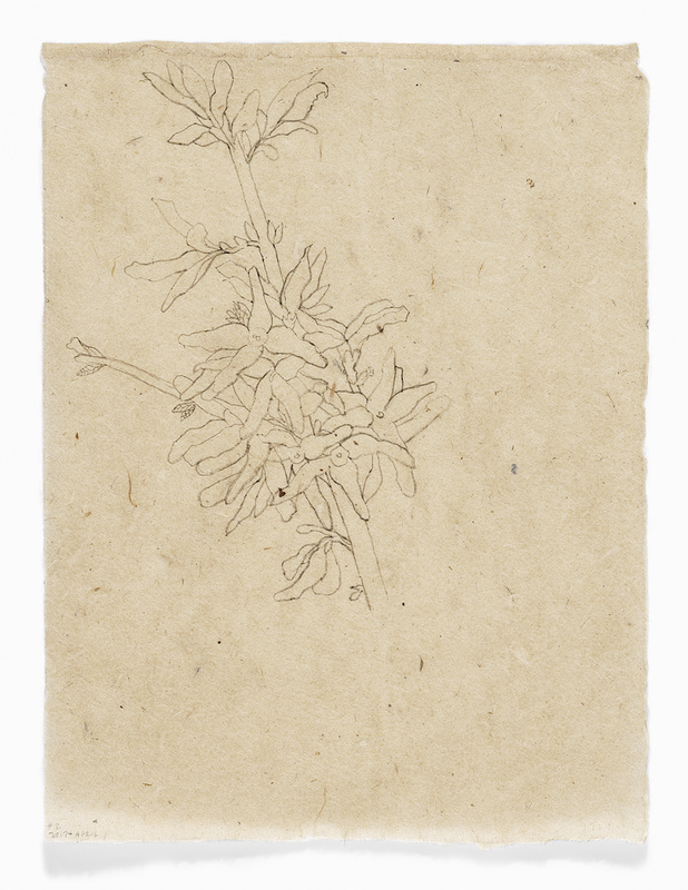 Forsythia #2 drawn from life India ink on Nepal paper