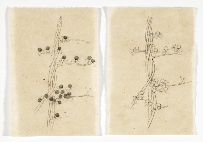 Bittersweet #4 & Bittersweet #5 drawn from life India ink on Nepal paper