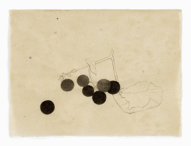 Concord Grape Stem drawn from life India ink on Nepal paper