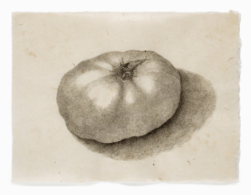 Beth's Tomato drawn from life India ink on Nepal paper