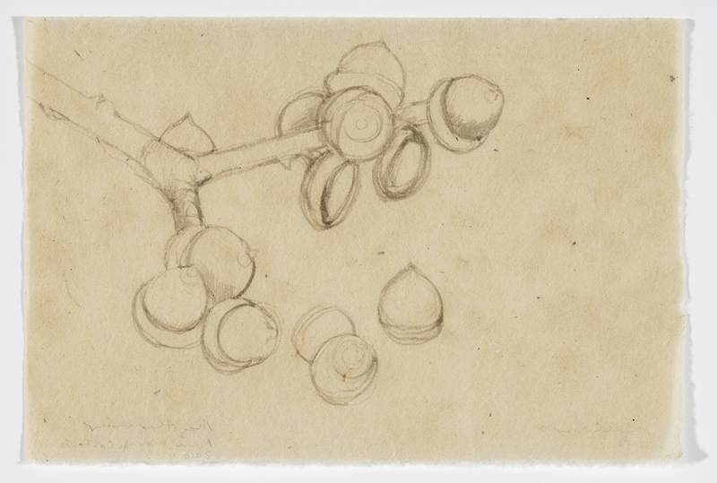 Maine Acorn Study drawn from life India ink on Nepal paper