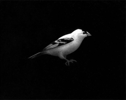 Bird archives India ink on gessoed board