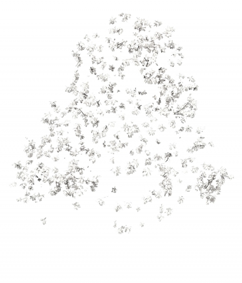 Star Magnolia (White on White) star magnolias Ultrachrome Inkjet Print on Museo Matt Paper